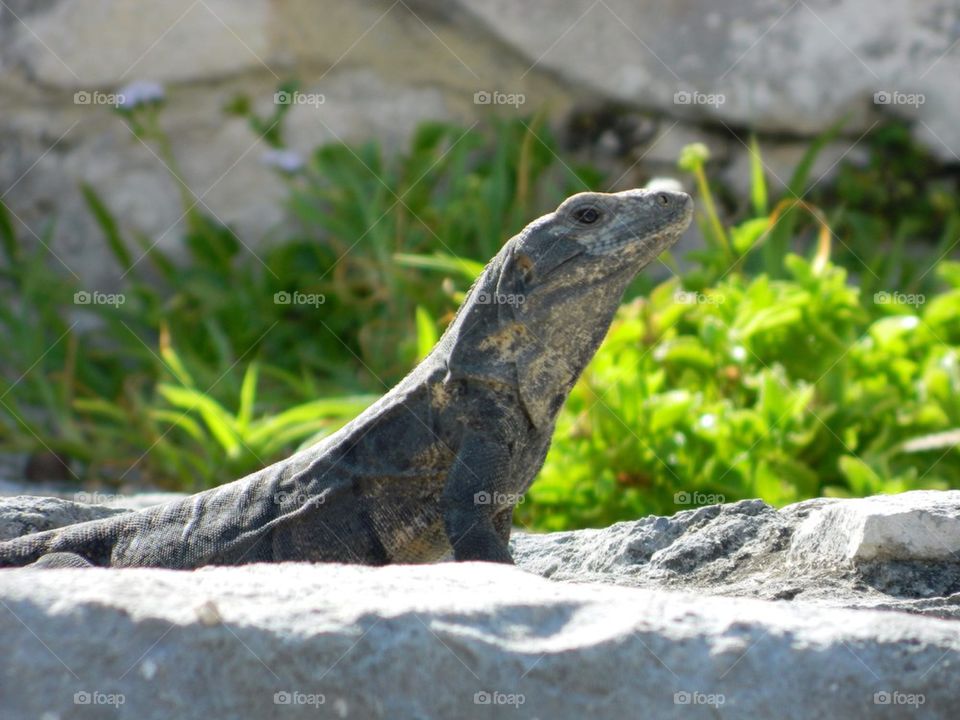 Iguana
