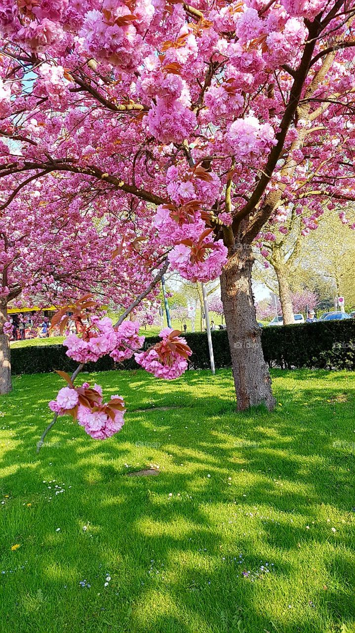 Kirschblüten Frühling