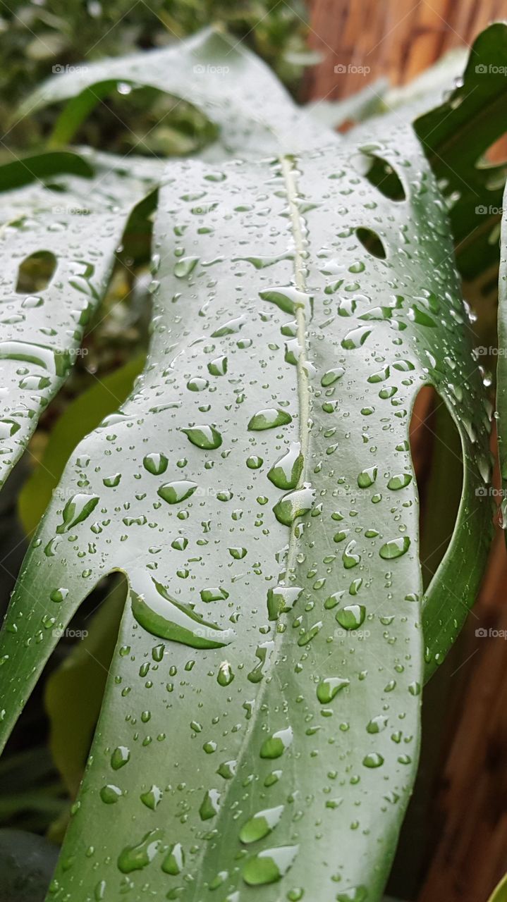 A Leaf With Raindrops