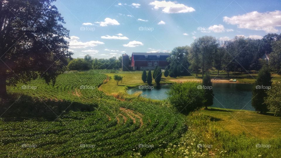 Farmland. Beautiful Summer Day