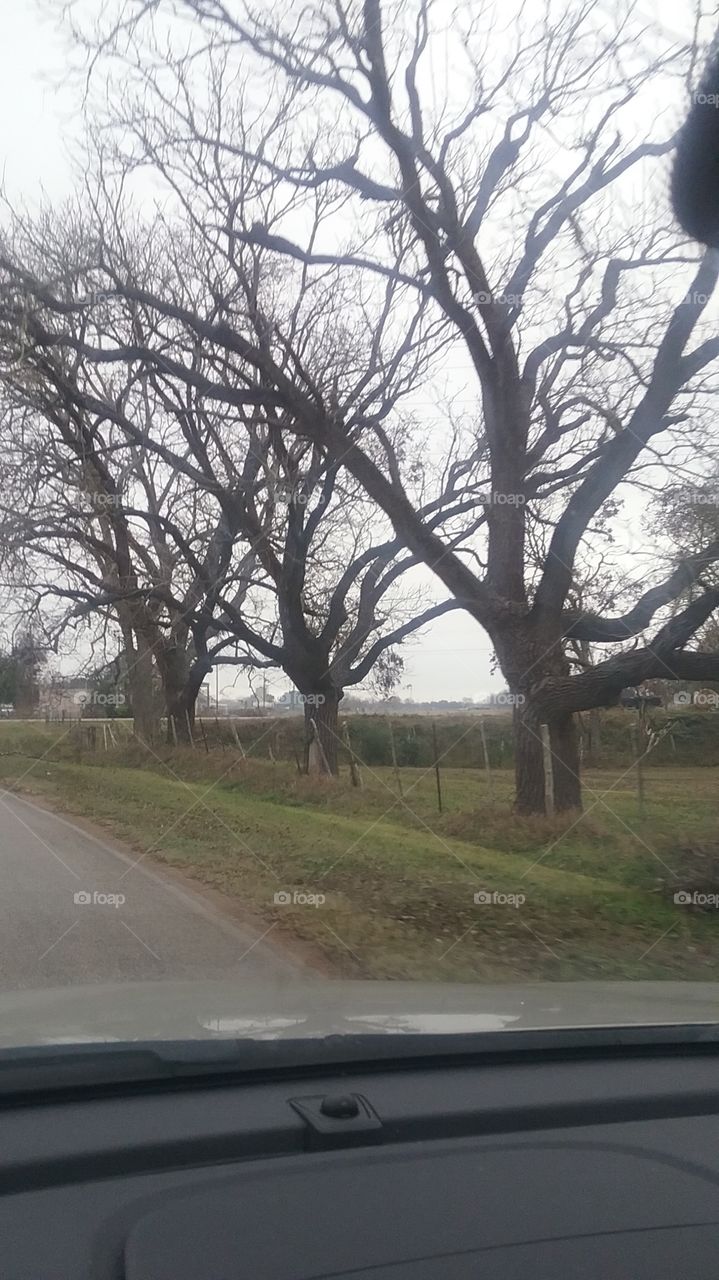 creepy trees