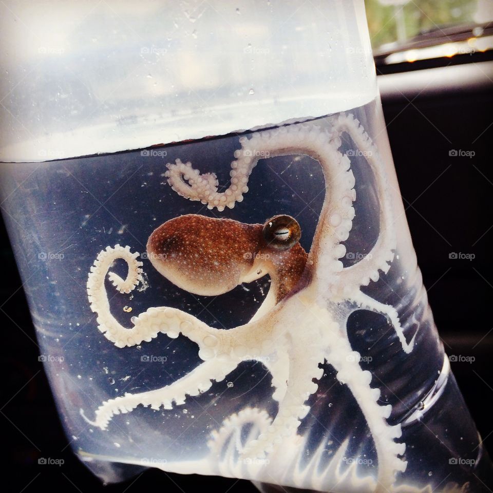 Octopus . From the pet store