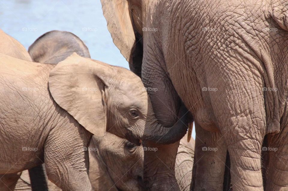 An elephant calf drinking milk from his or her mother 