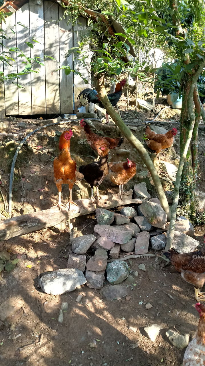 ROOSTER SA COMPANHIA DAS GALINHAS SA CORRAL.
