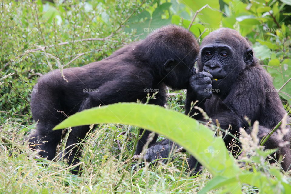 Monkey they have a plan 😂