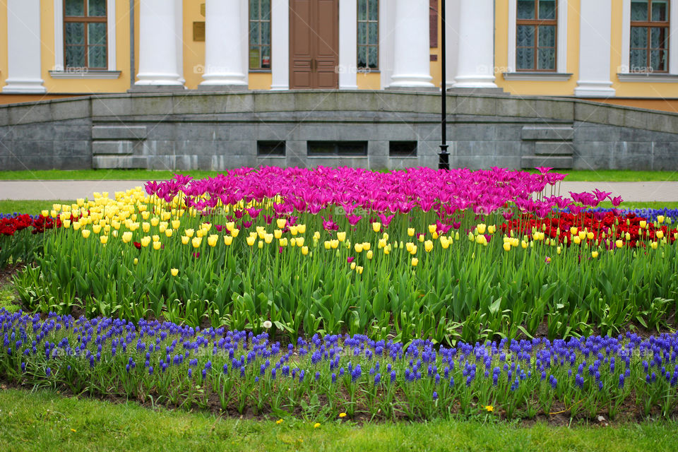 Tulips in the city park