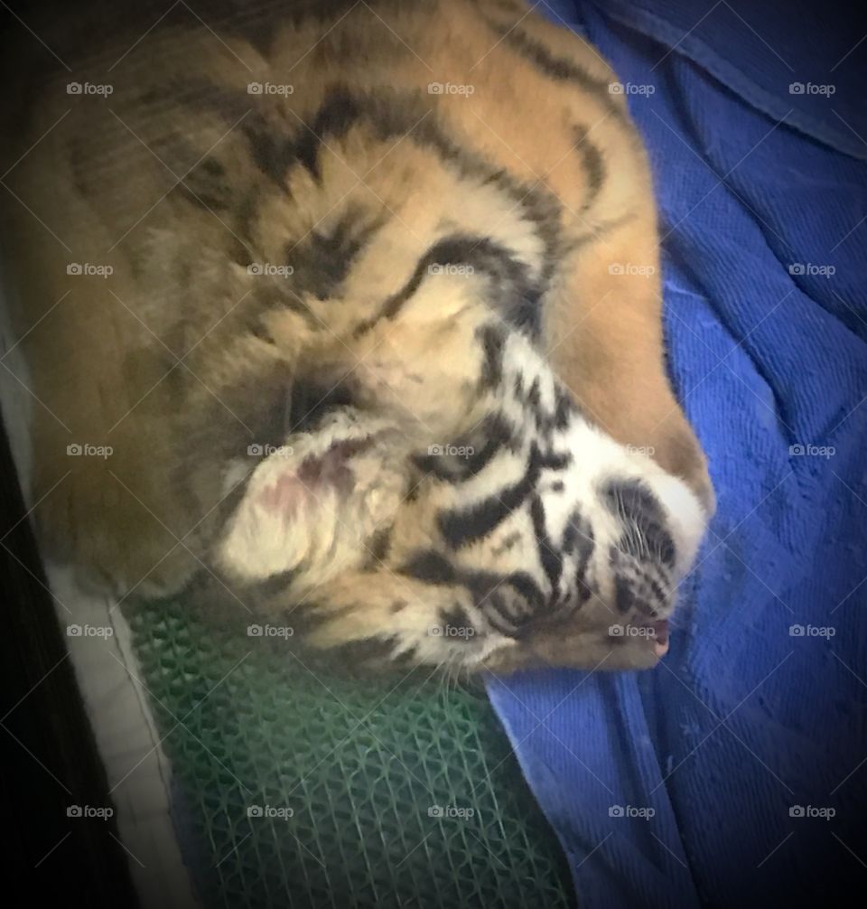 Sleeping baby tiger cub