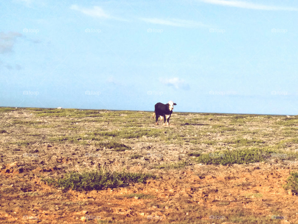 magnificent stray bull in the outback feeding 🐄