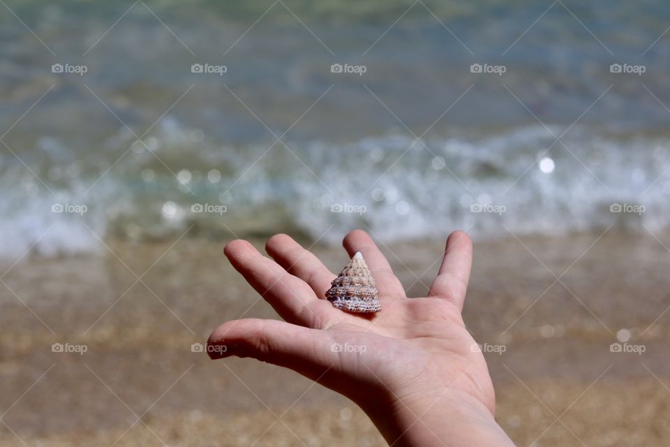 Sea shell in the hand