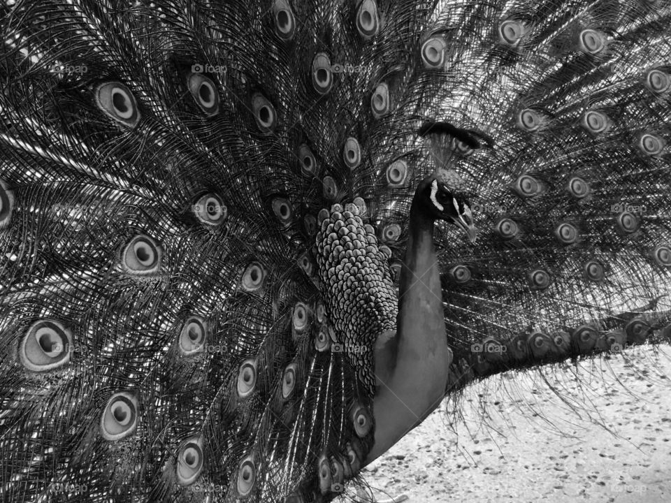 Peacock in B&W 