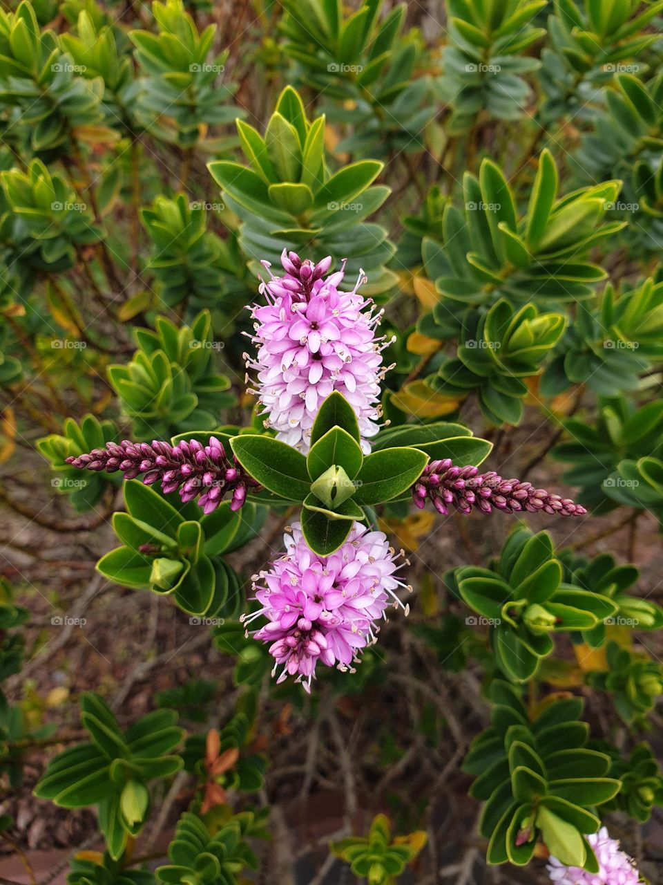 pretty as purple, Daphne flower
