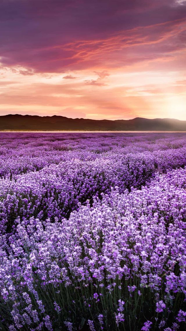Violet land