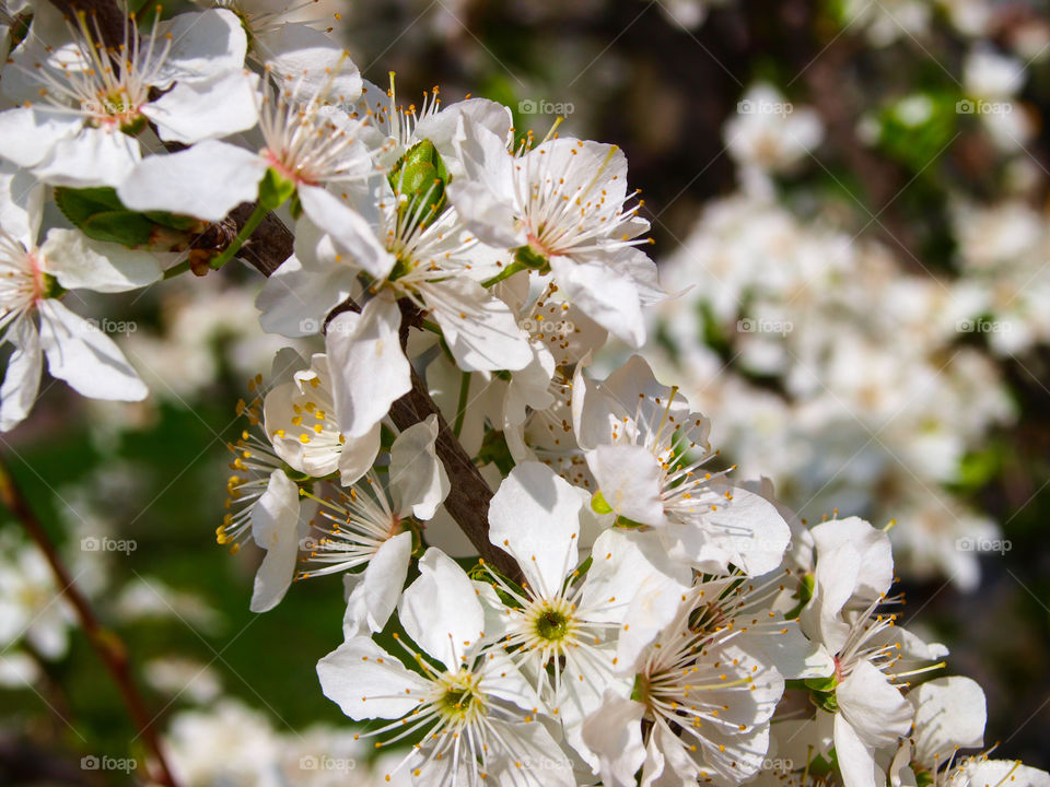Beautiful white blooming plum tree close up.