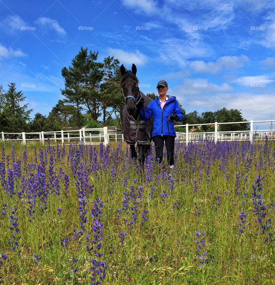 Mature man standing with horse in flower field