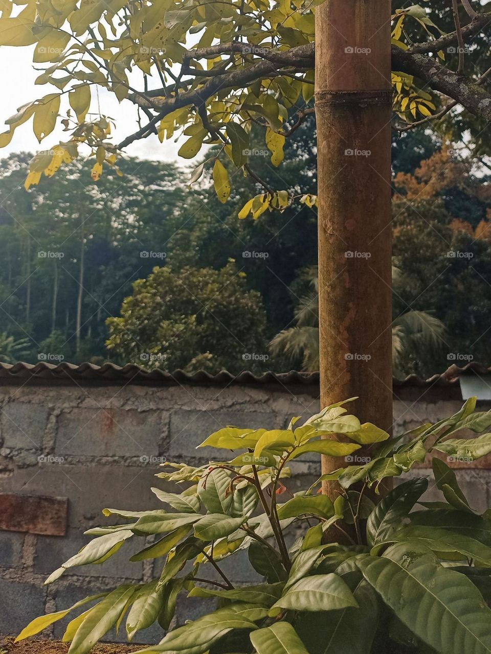 Close-up of an outdoor scene with wooden posts, brick walls and yellowing plants