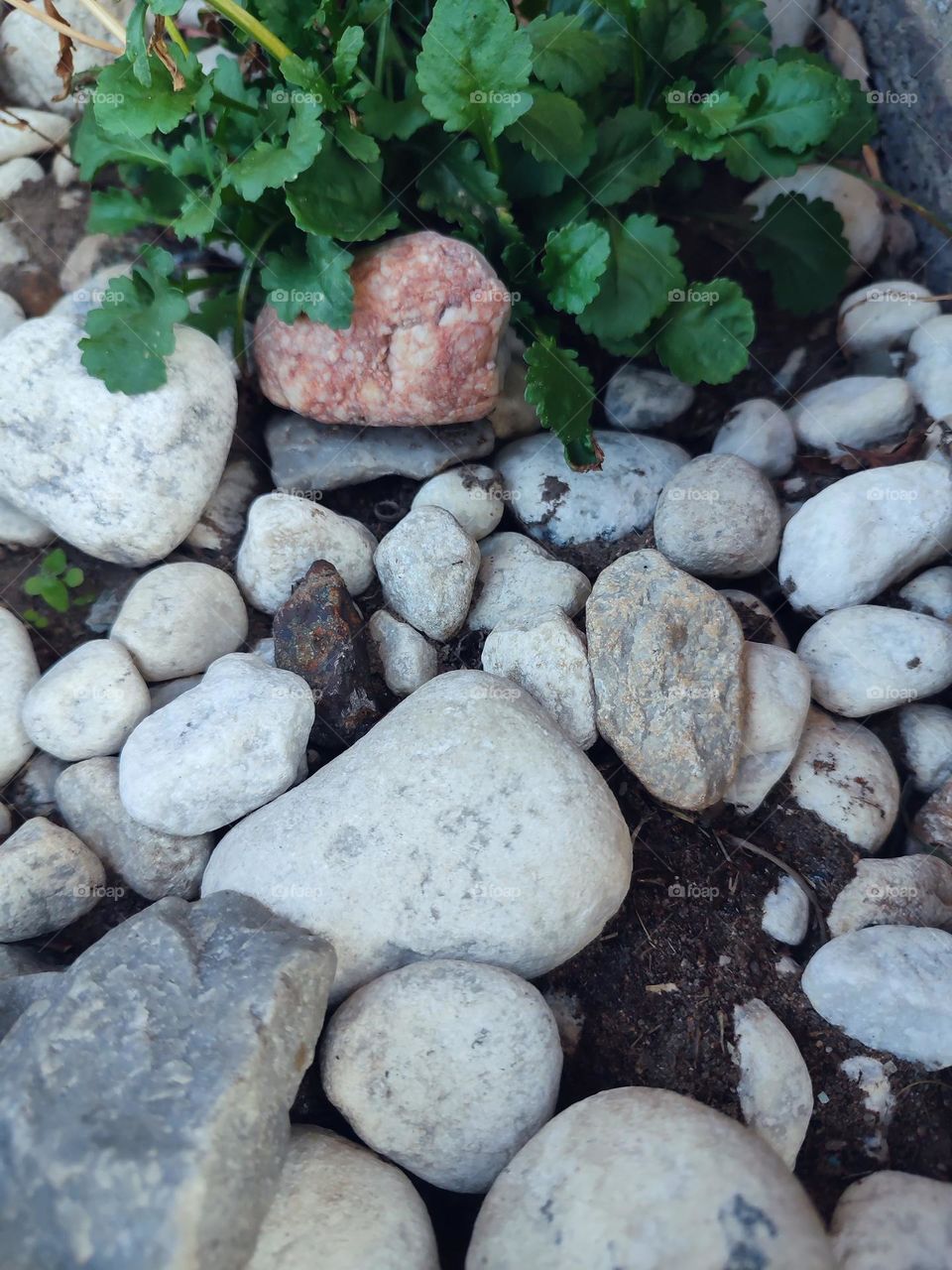 Rocks in the garden