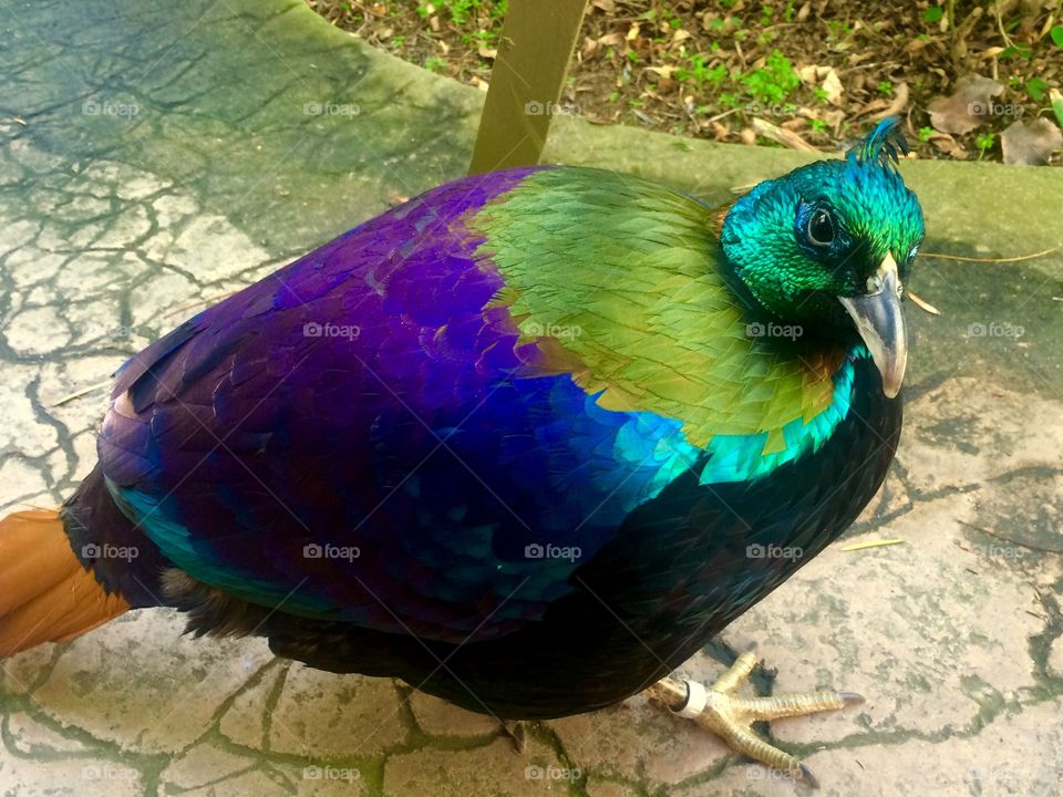 Himalayan Monal
