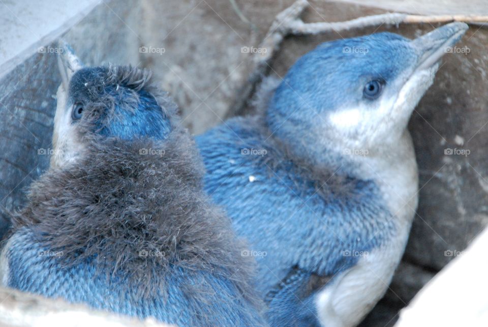 Small Blue Penquin