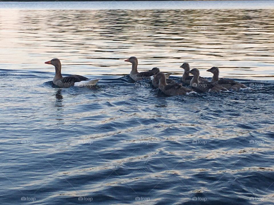 All ducks swim in the water