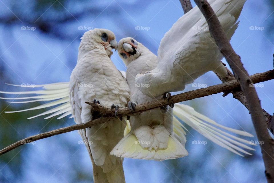 Cockatoos