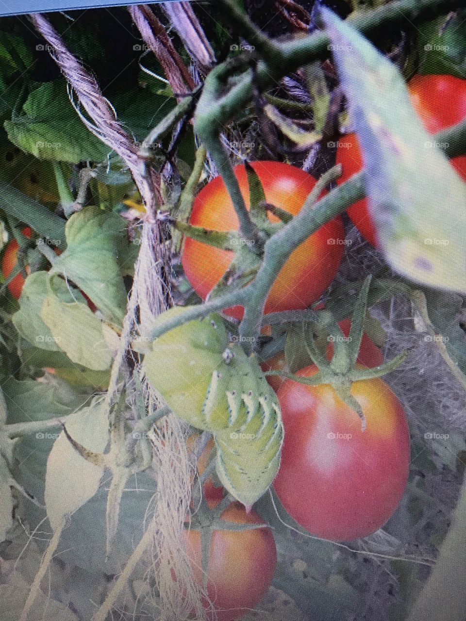 Caterpillar tomato plant