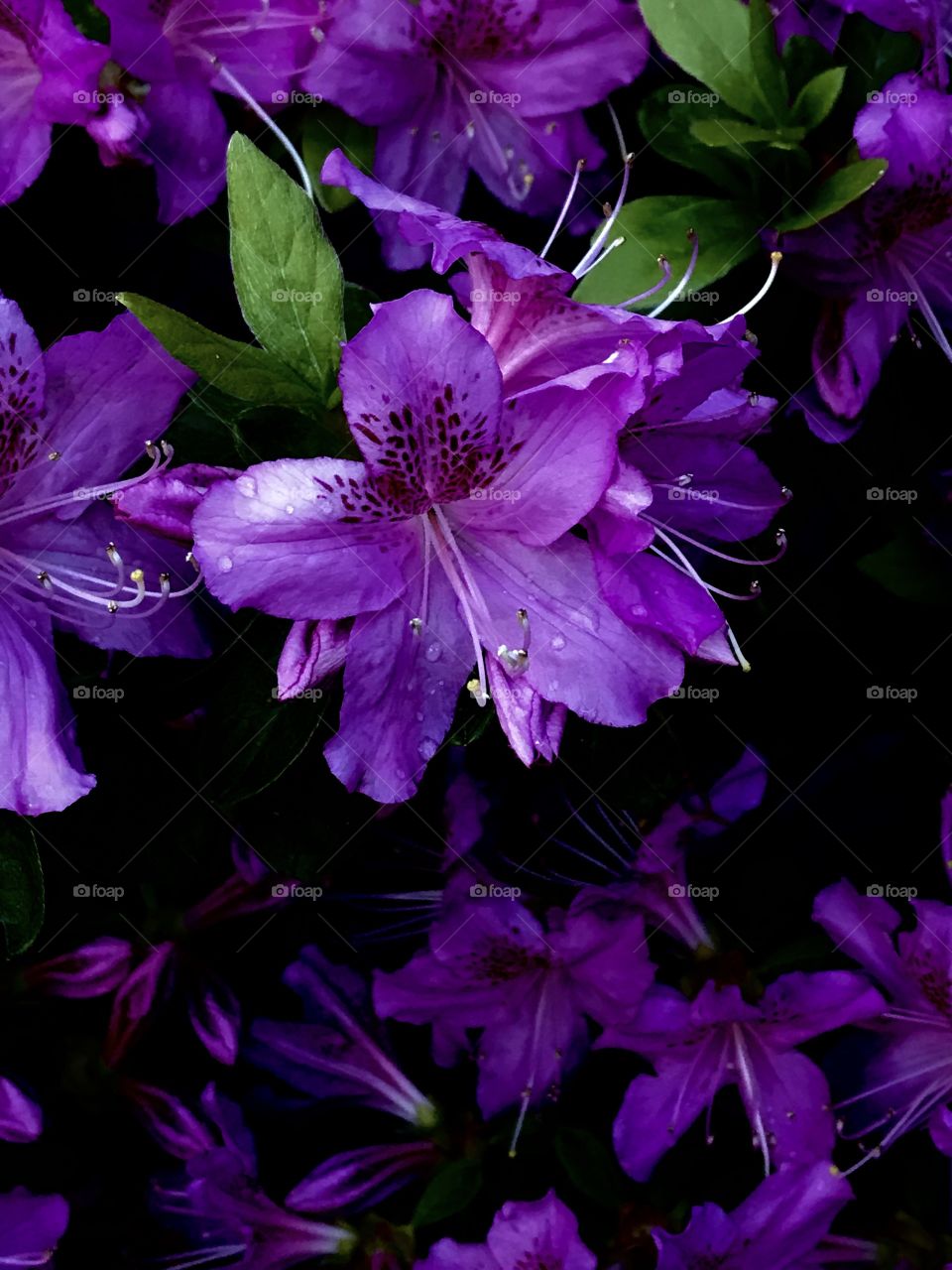 Purple azaleas flower blooming outdoor