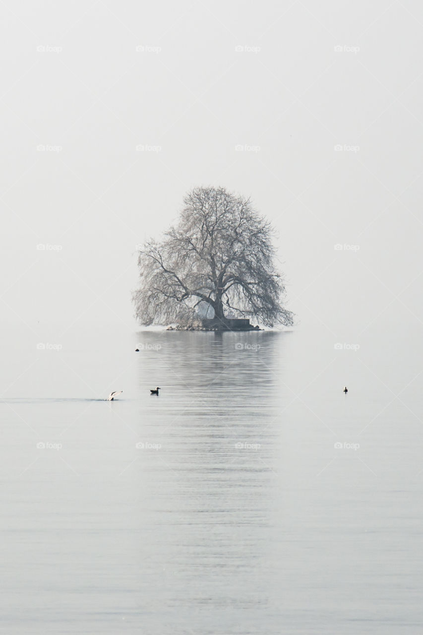 Tree in a lake in Switzerland