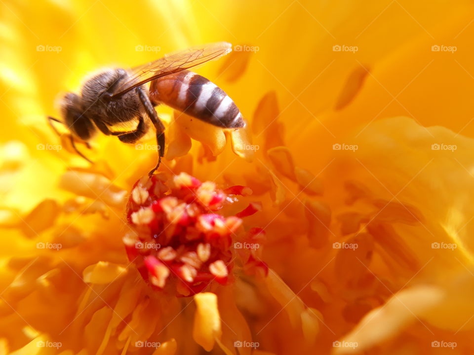 Love of Honeybee