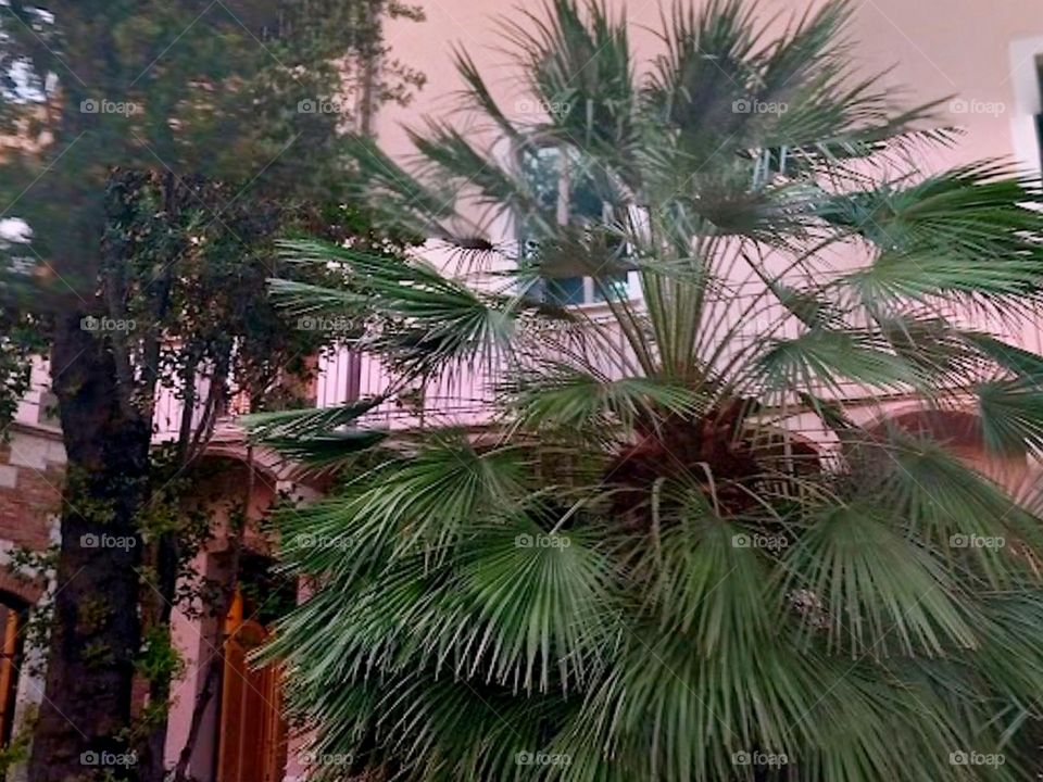 Beautiful palm and tree