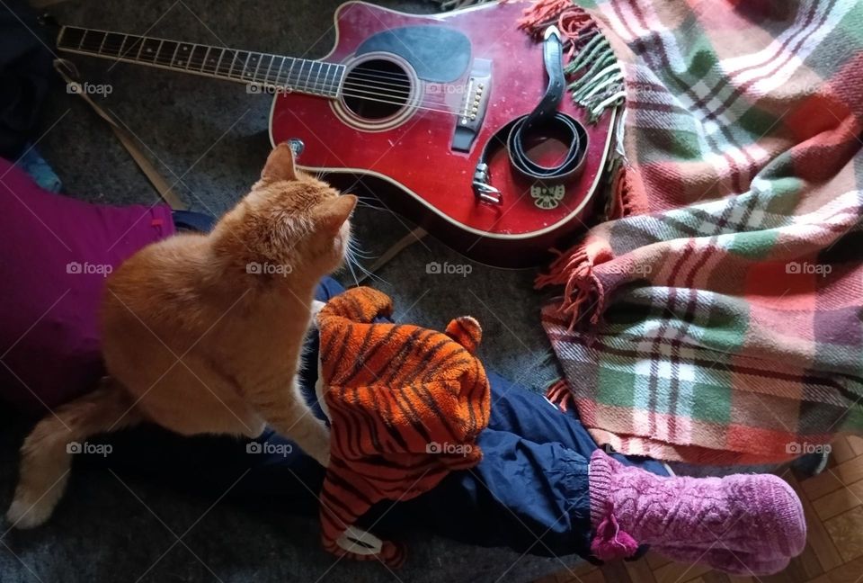 musician cat
