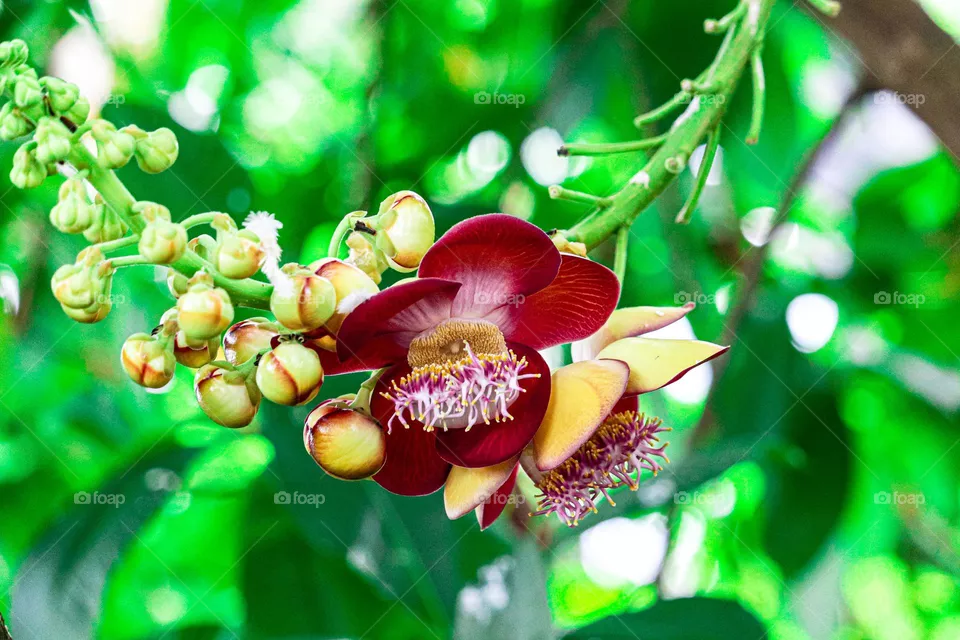 tropical flower