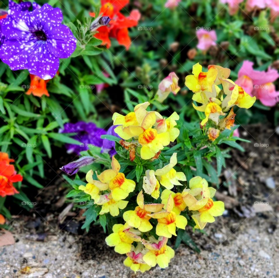 Multicolored snap dragons and night sky petunias