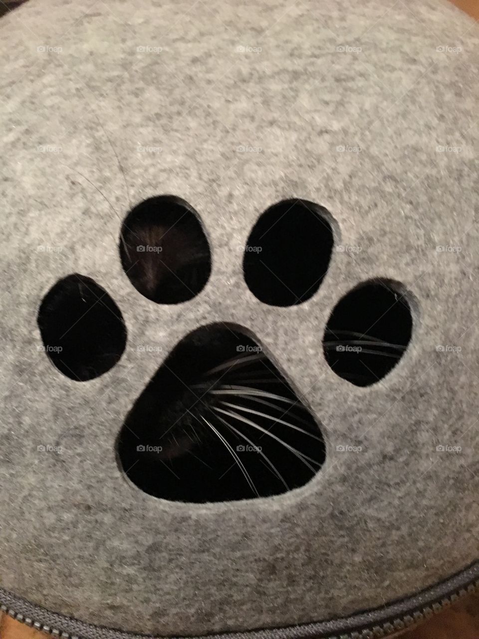 Long whiskers in a paw shaped whole