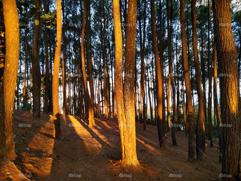 golden colour. Sun shining through pine Trees. image shoot at yogyakarta Indonesia