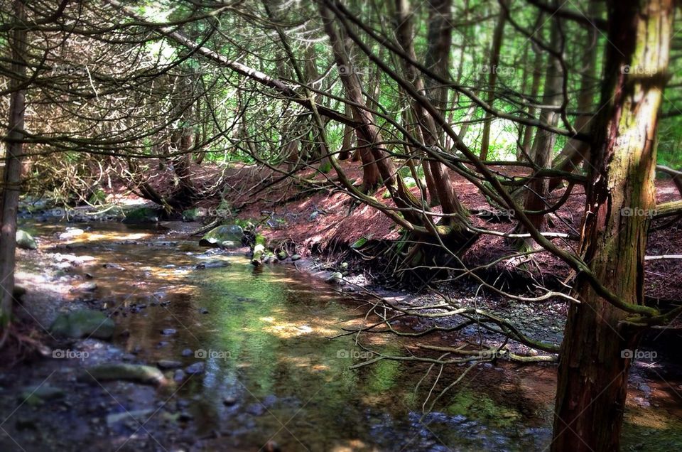 A Flow of Water through the Forest