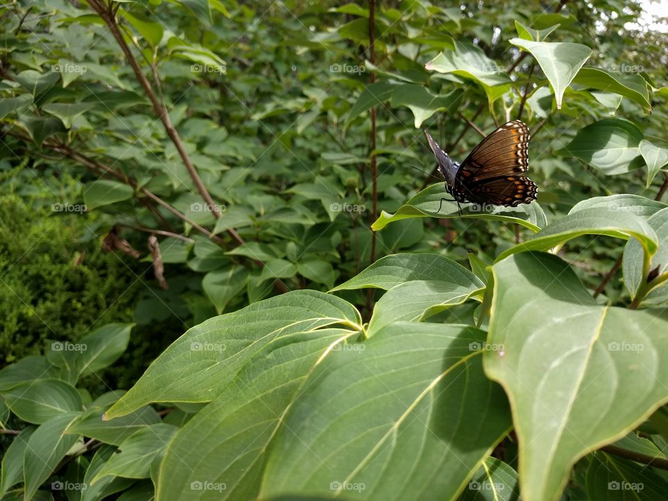 butterfly on leaves with wings raised