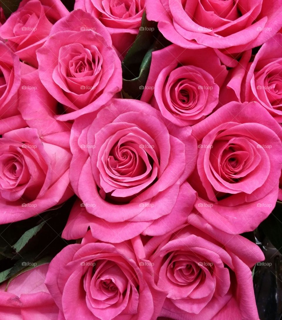 Beautiful pink roses