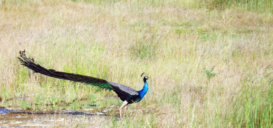 the peacock searching his pair