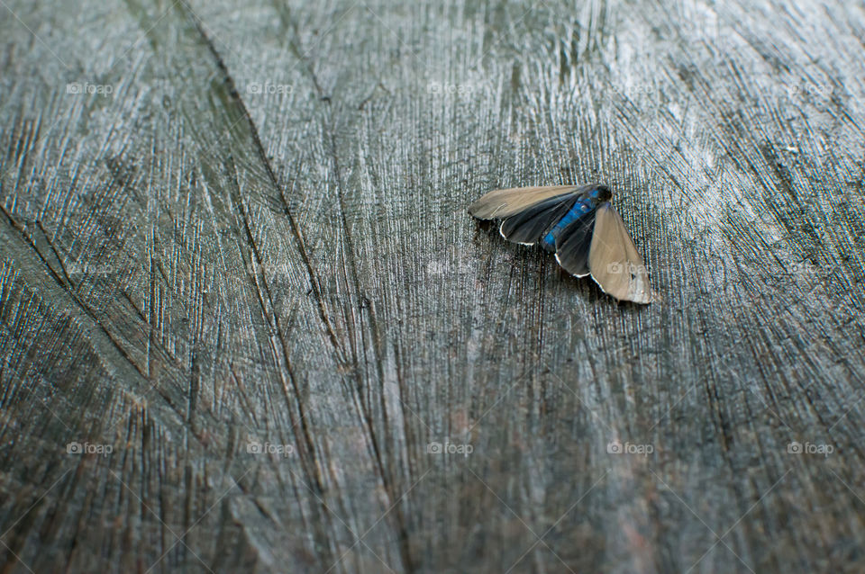 Electric blue and orange Ctenucha Moth butterfly on textured wood 