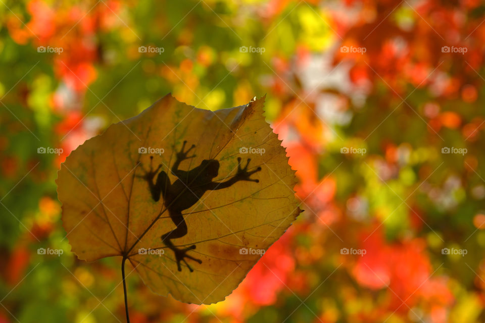 Frog on leaf