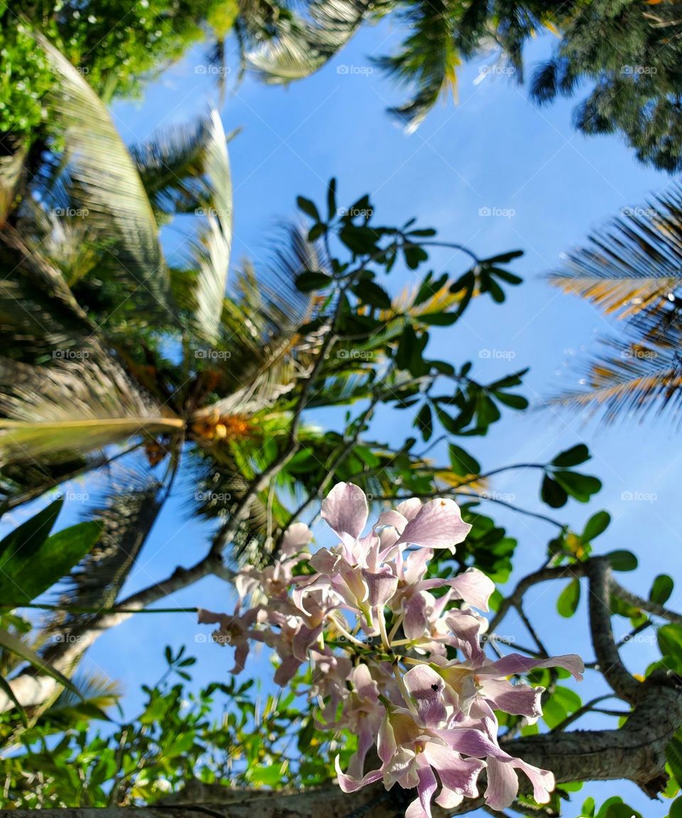 wild orchid with palmtree