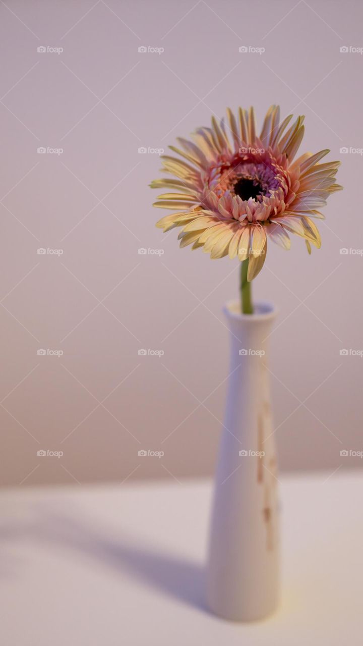 A flower in a vase 