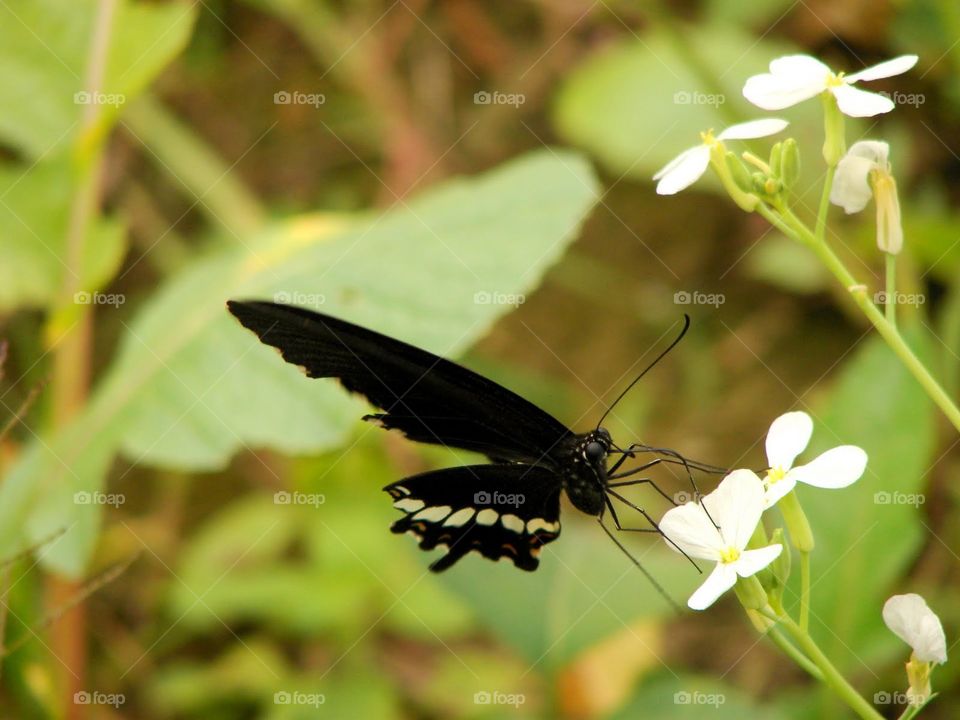 Black butterfly collecting nectar from the flowers in a garden