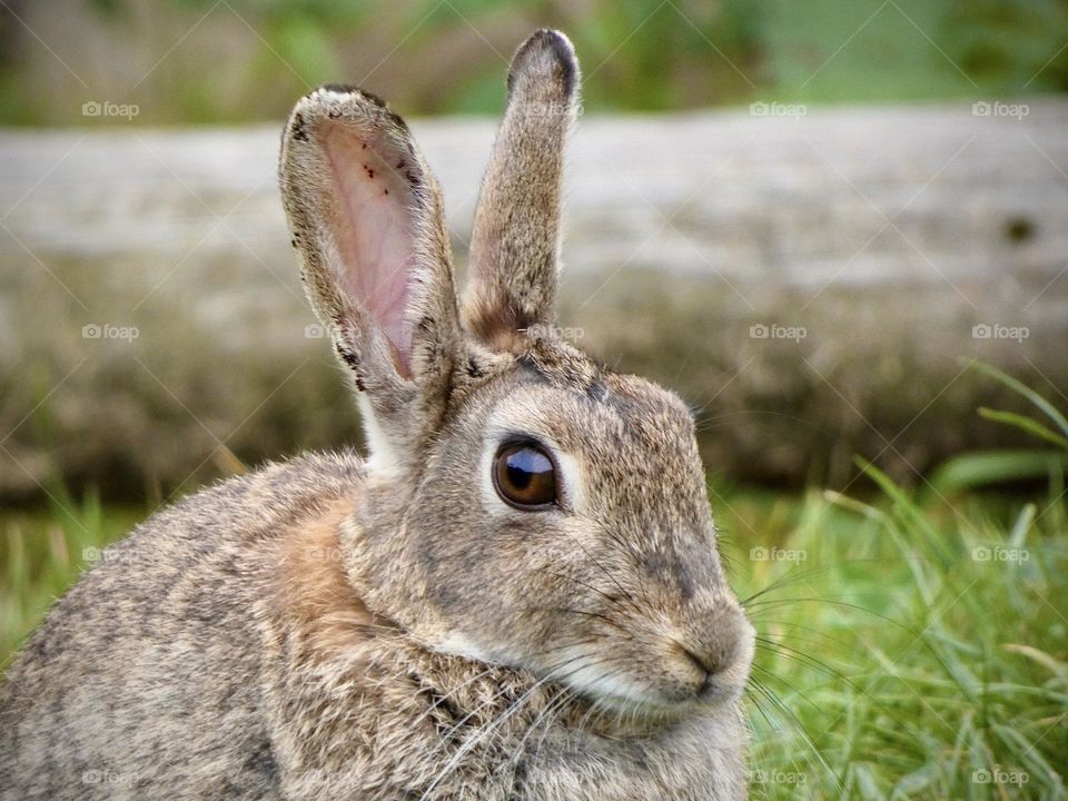 A close up of a rabbit 