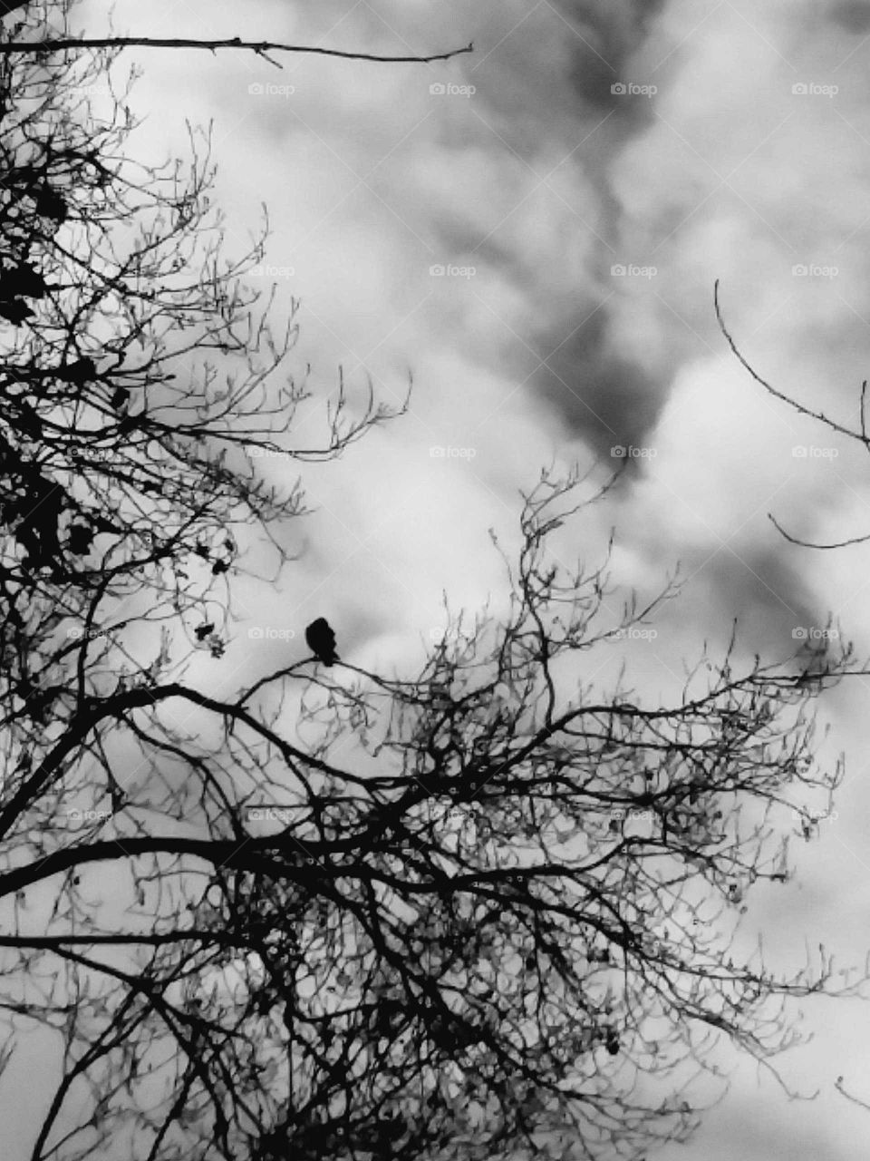 Hawk on tree branch