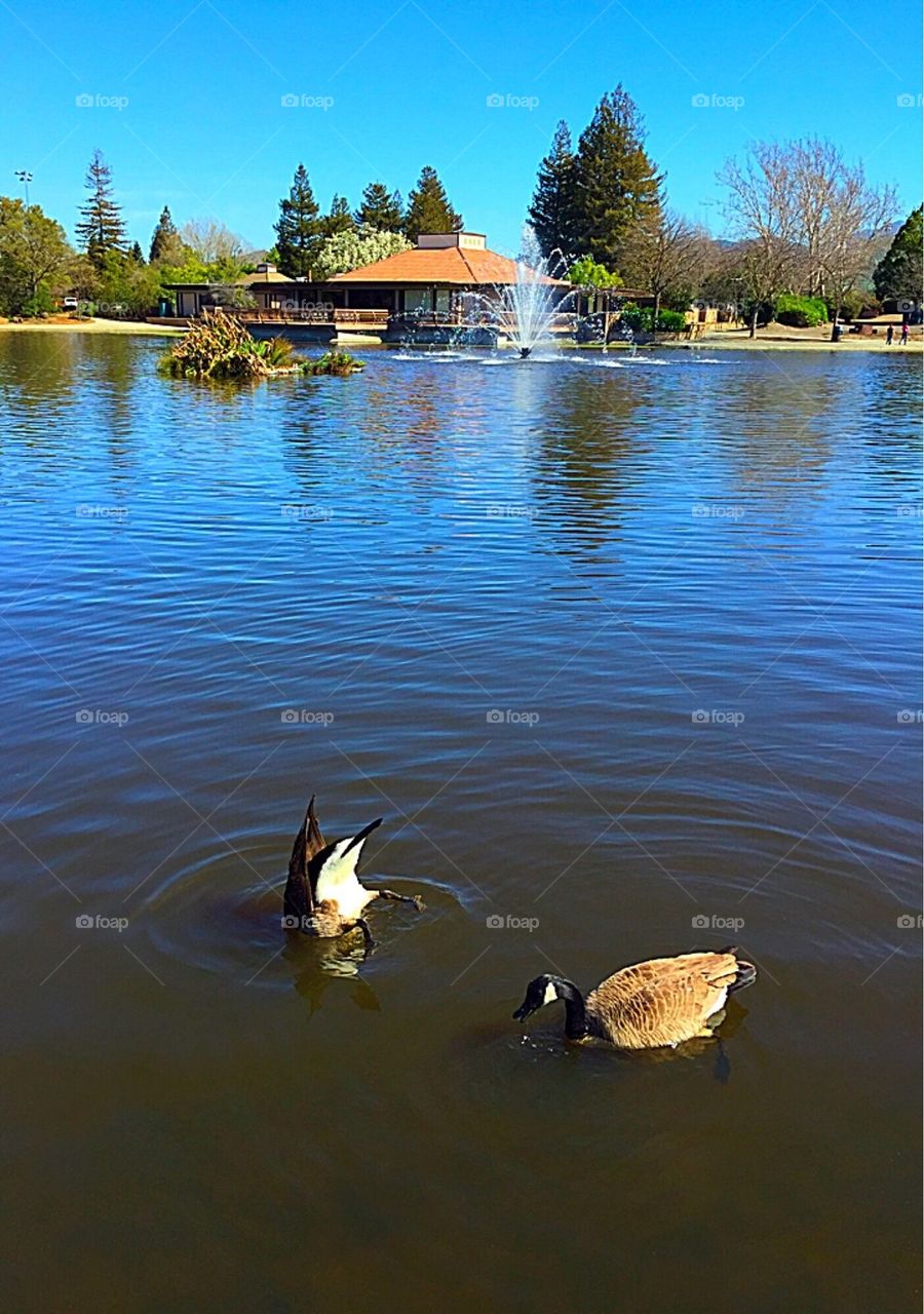 Duck Float