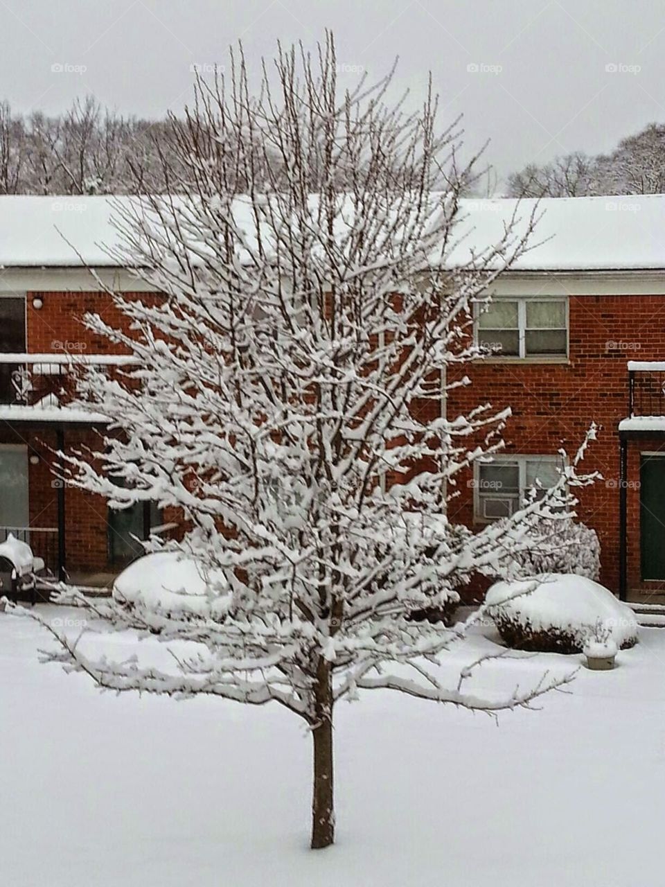 New Jersey snow. bare tree in N.J.