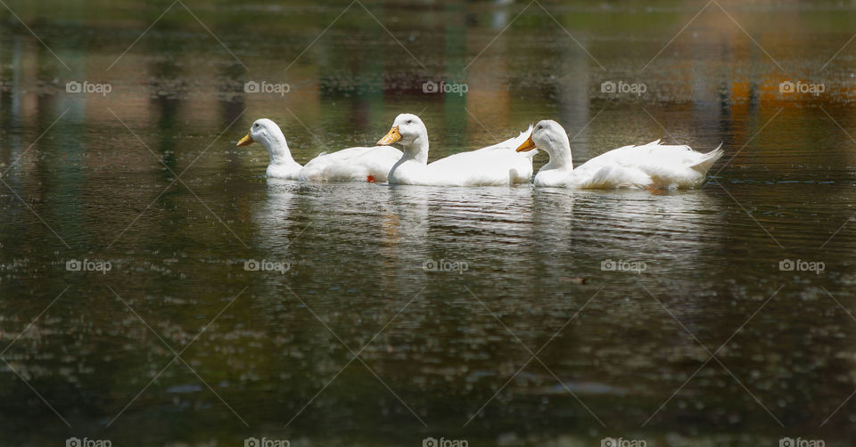 ducks swiming