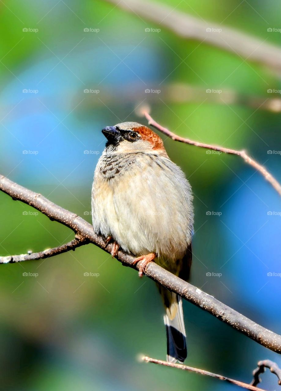 Sparrow bird