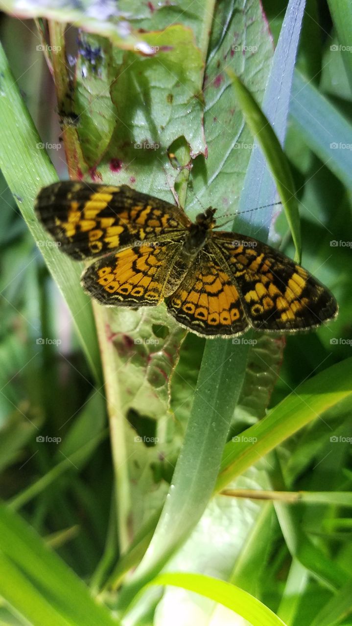 Nature, Flora, Leaf, Garden, Summer